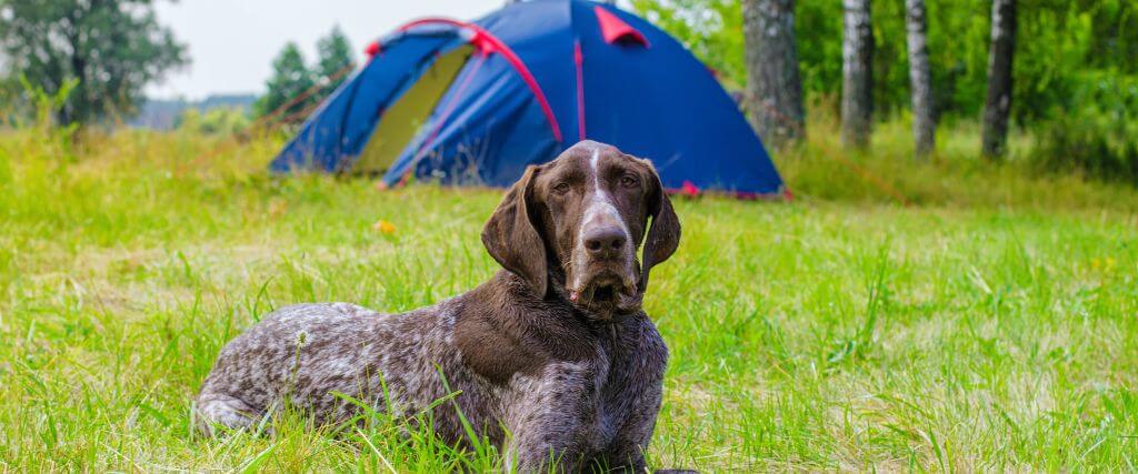 Celebrating National Camping Month with Your Canine Companion