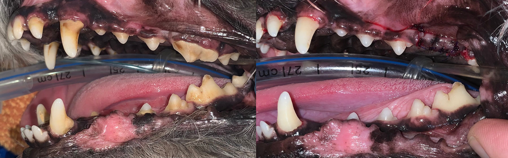Dog Dental Before and After Dog Dental Before and After