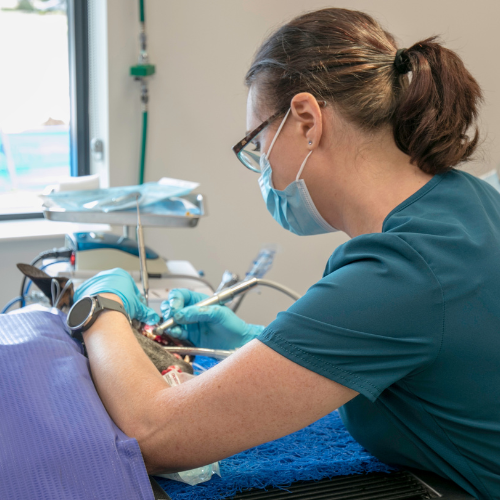 Dog Dental Dog Dental