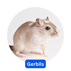 Gerbils Gerbils