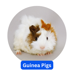 Guinea Pigs Guinea Pigs