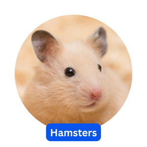 Hamsters Hamsters
