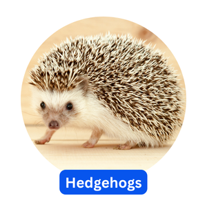 Hedgehogs Hedgehogs