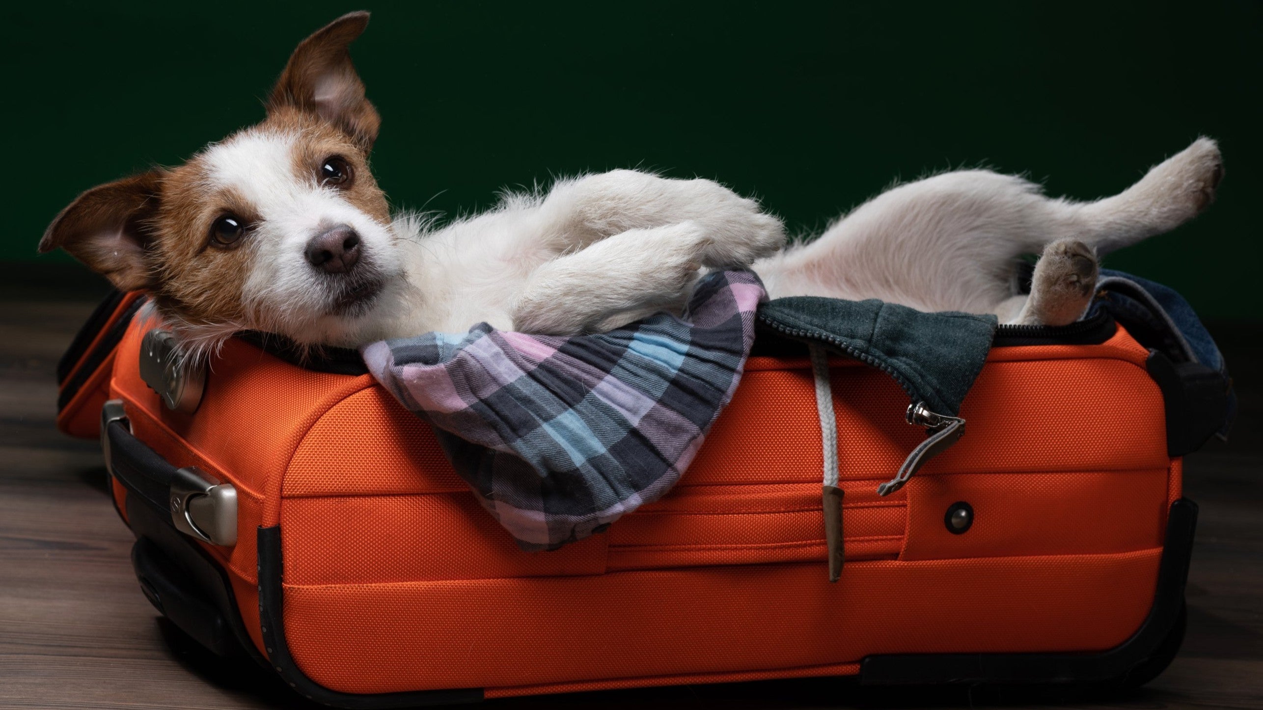 Pet Travel Pet Travel