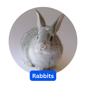 Rabbits Rabbits