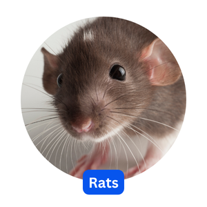 Rats Rats