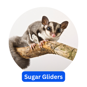 Sugar Gliders Sugar Gliders