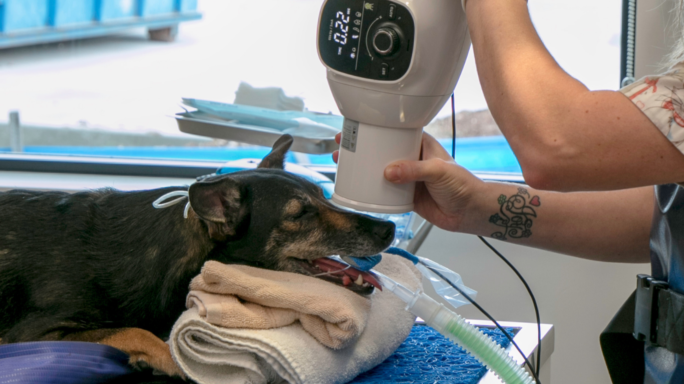 Dog Dental X-Ray Dog Dental X-Ray