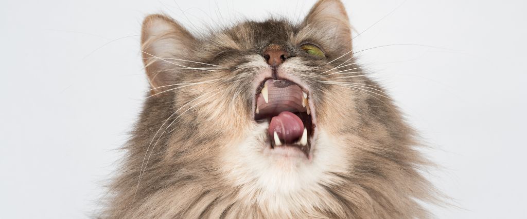 Funny gray cat preparing to sneeze.