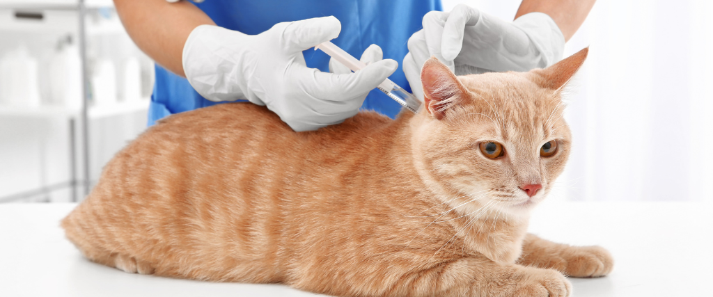 Veterinarian giving vaccination injection to a cat.