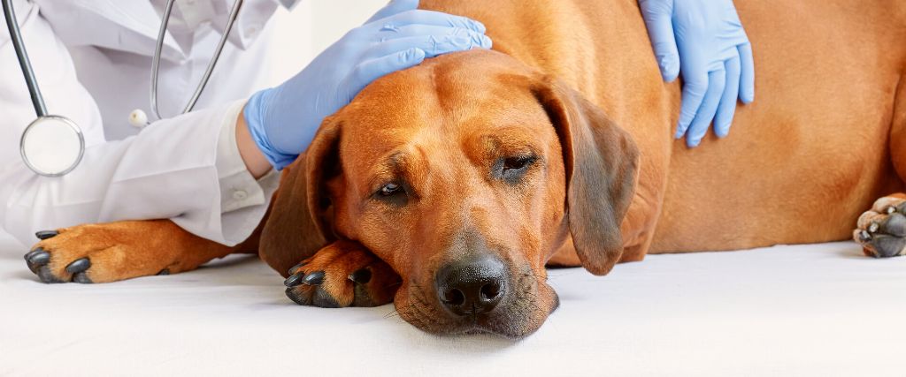 Sick dog lying down at the vet