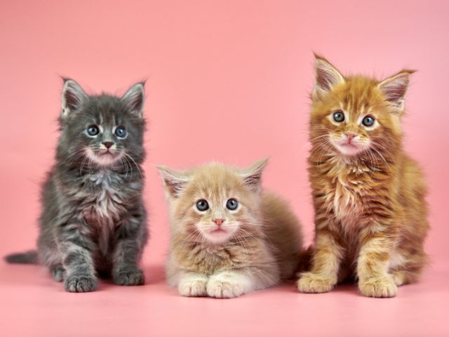 Kitten vaccines at main street veterinary hosptial