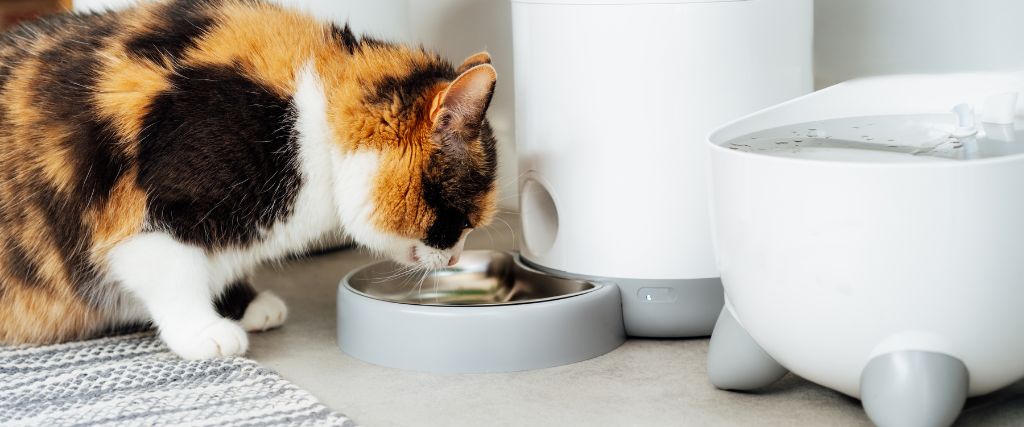 Smart Pet Technology: A Guide to Modern Pet Care