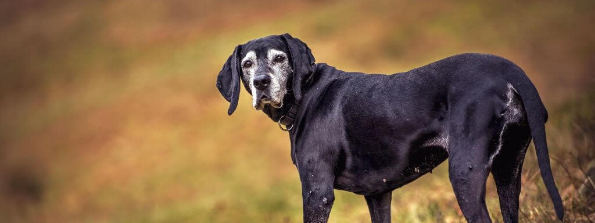 Understanding Your Dogâs Quality of Life and What It Means Senior dog walking outside, good mobility is a dog quality of life indicator