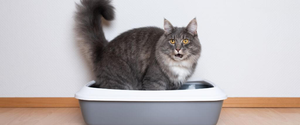 Causes and Cures for Cat Constipation