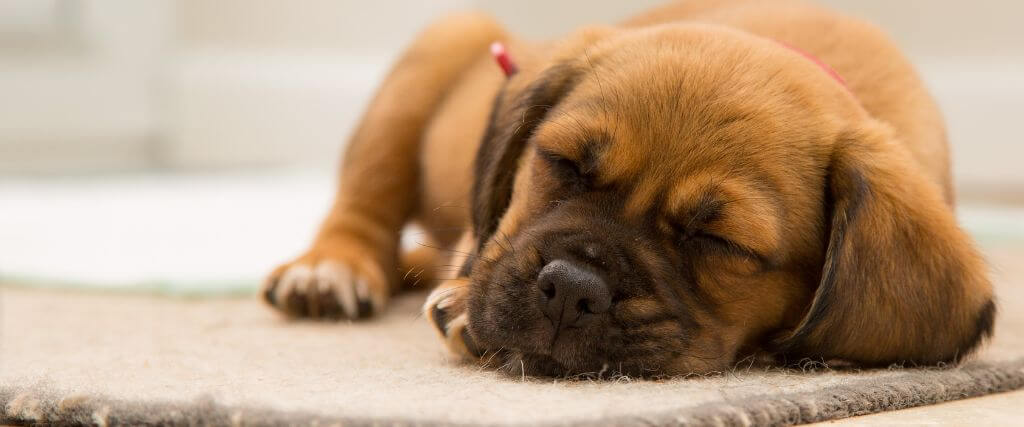 A dog on bed rest as part of kennel cough treatment
